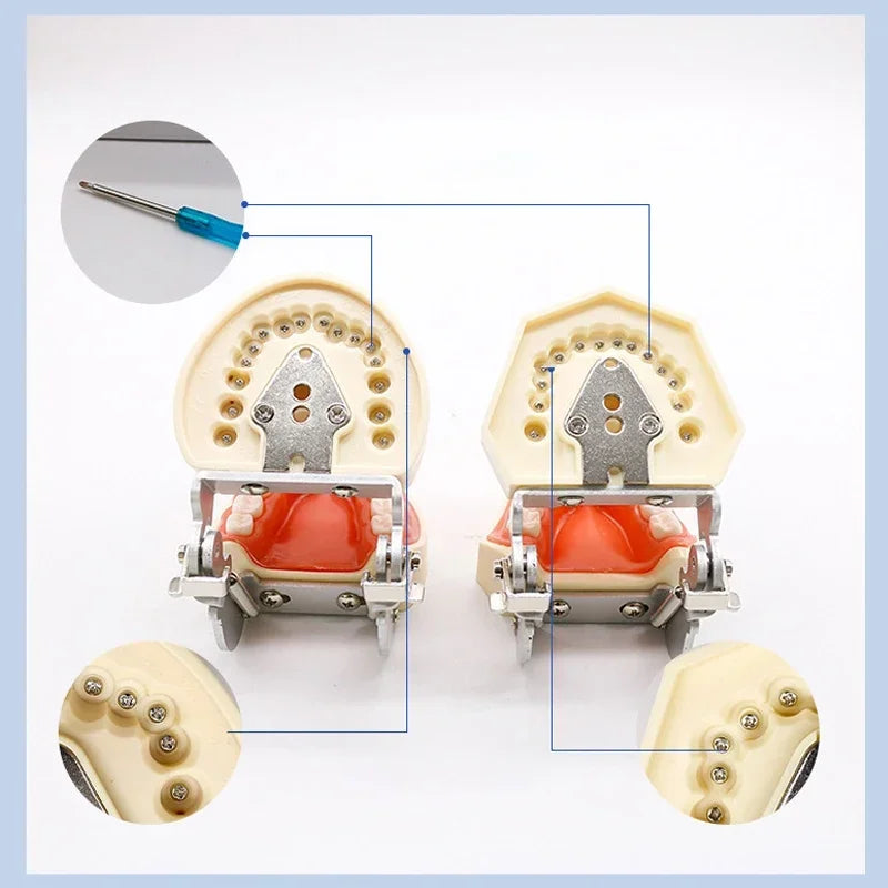 32-Tooth Soft Gum Typodont (Full Arch)