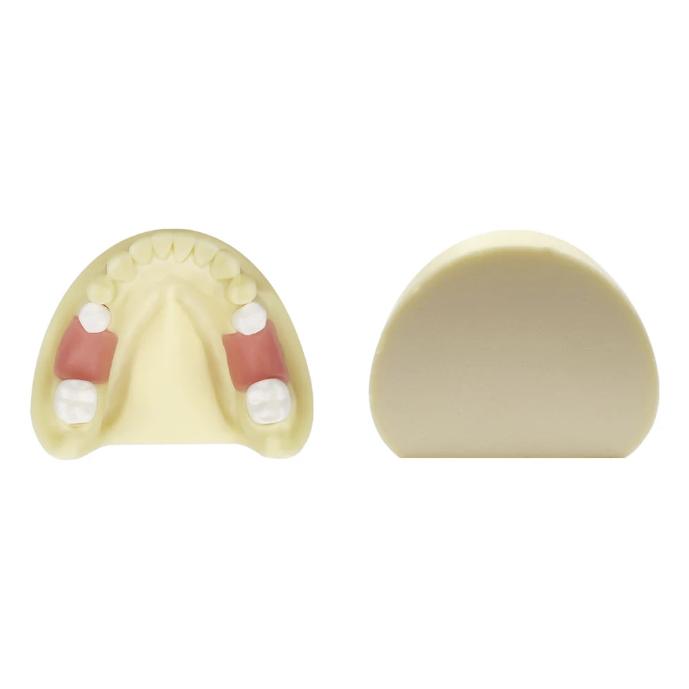 Maxillary Sinus & Implant Teaching Model (Soft Gum)