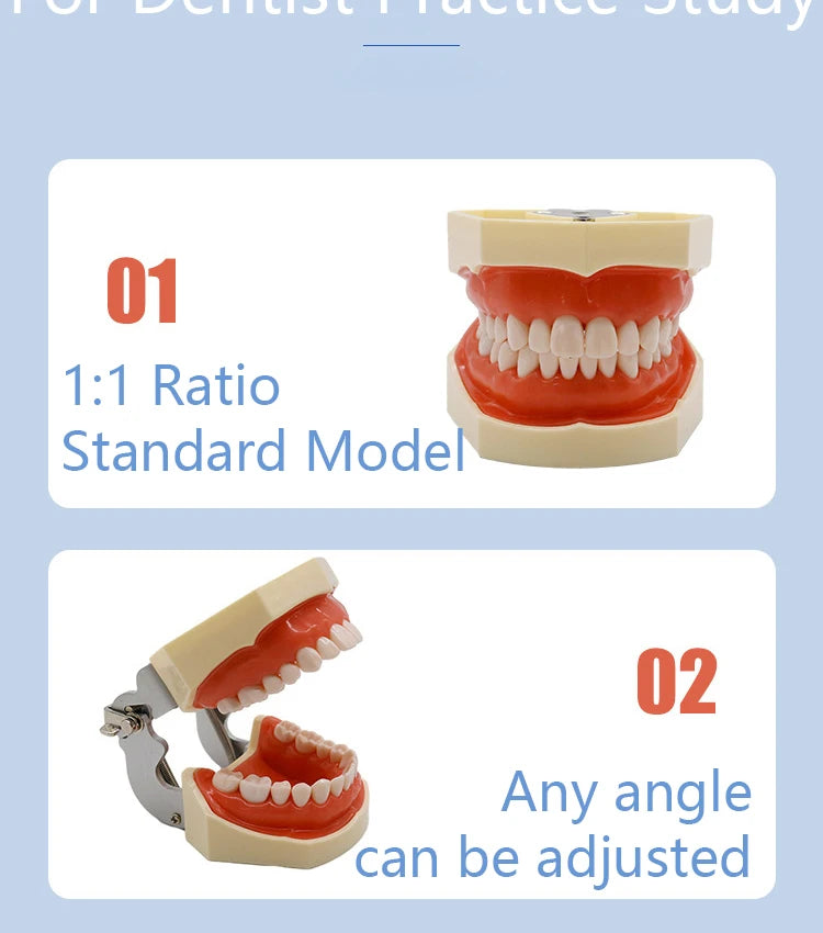 32-Tooth Soft Gum Typodont (Full Arch)