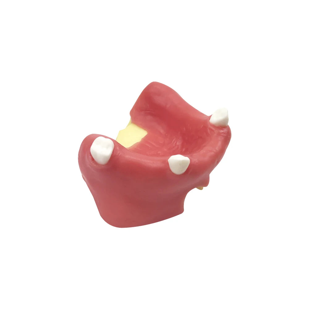 Maxillary Sinus & Implant Teaching Model (Soft Gum)