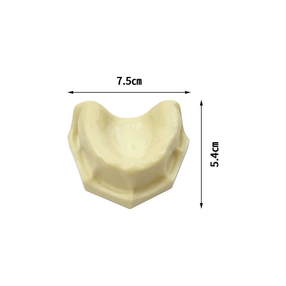 Maxillary Sinus & Implant Teaching Model (Soft Gum)