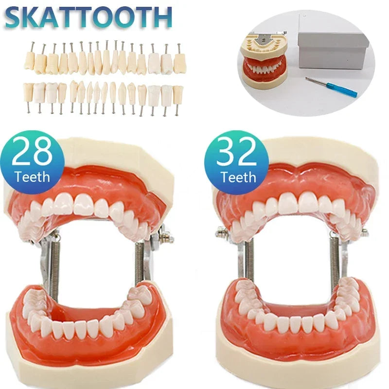 32-Tooth Soft Gum Typodont (Full Arch)