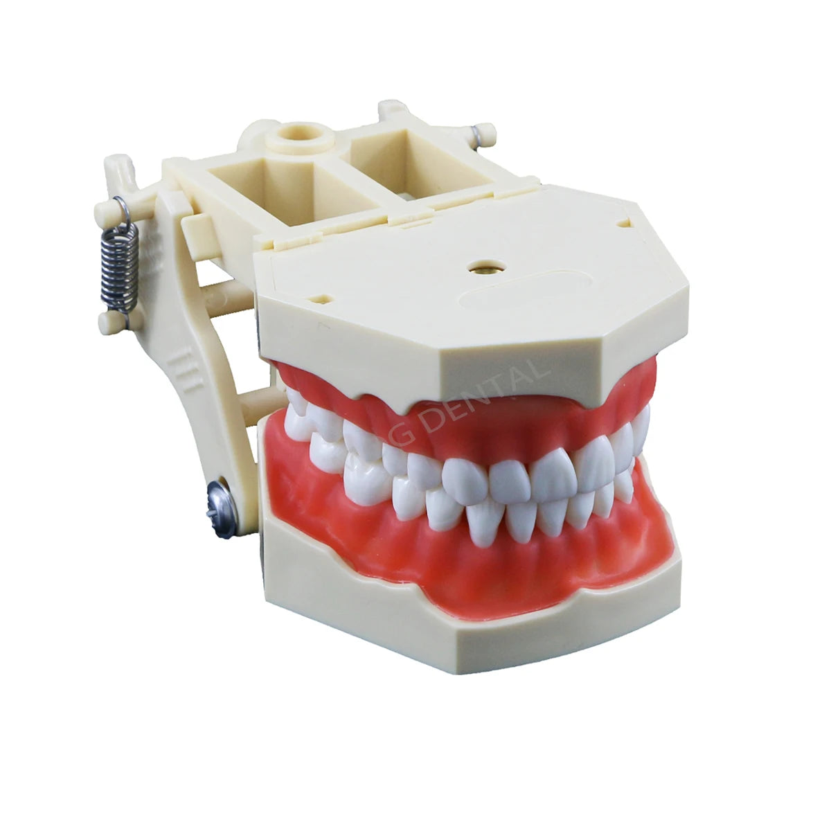 Dental Teeth Model Implant with Removable Dental Education Model for Dentistry Laboratory Demo Studying Dentistry Products Tool