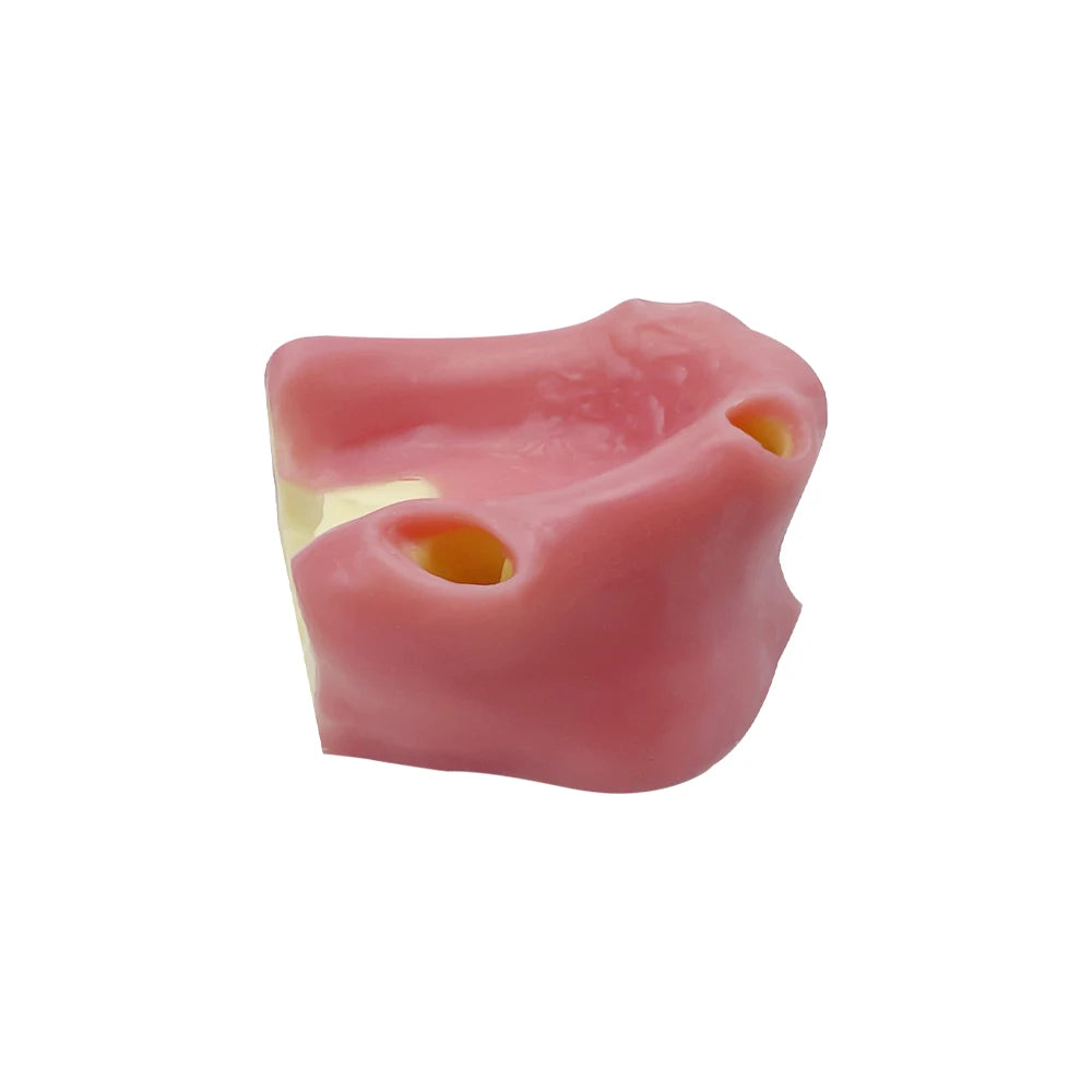 Maxillary Sinus & Implant Teaching Model (Soft Gum)