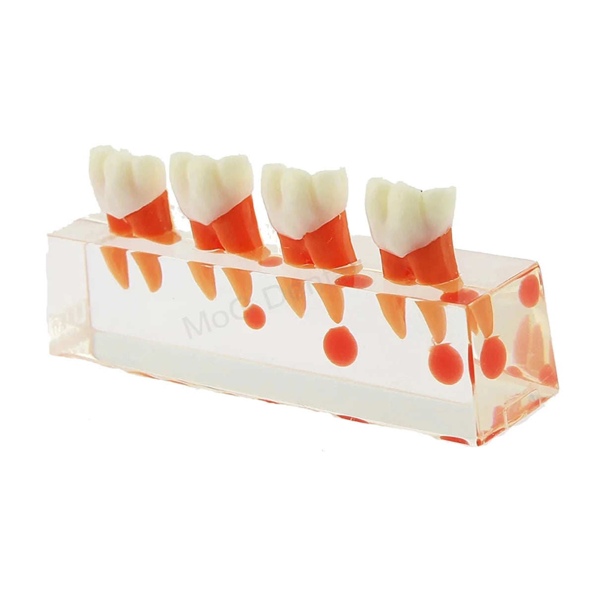 Root Canal Anatomy Teaching Model
