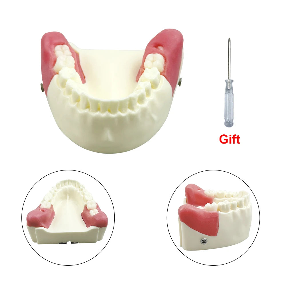 Maxillary Sinus & Implant Teaching Model (Soft Gum)
