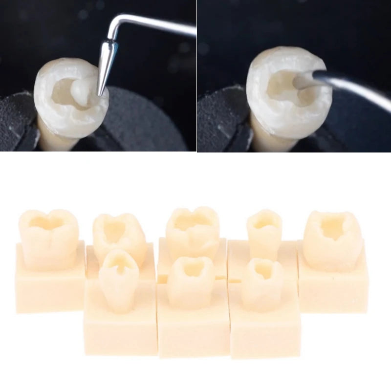 8Pcs Dental Resin Filling Practice Model Posterior Teeth Cavity Hole Restoration Student Training Studying Model
