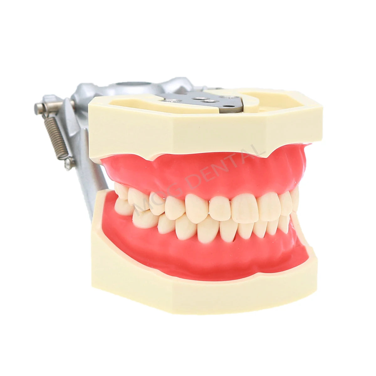 Dental Teeth Model Implant with Removable Dental Education Model for Dentistry Laboratory Demo Studying Dentistry Products Tool