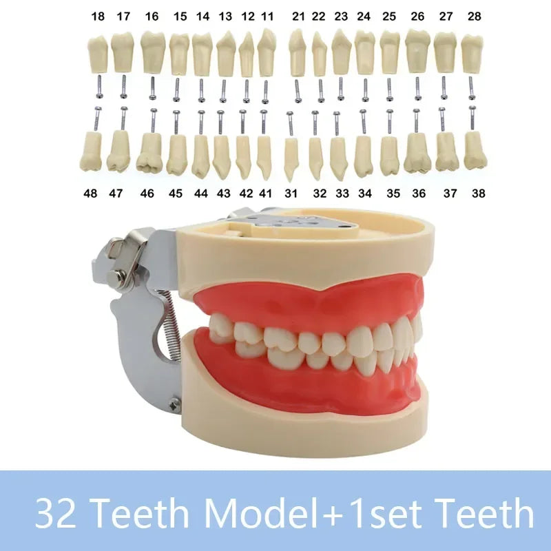 32-Tooth Soft Gum Typodont (Full Arch)