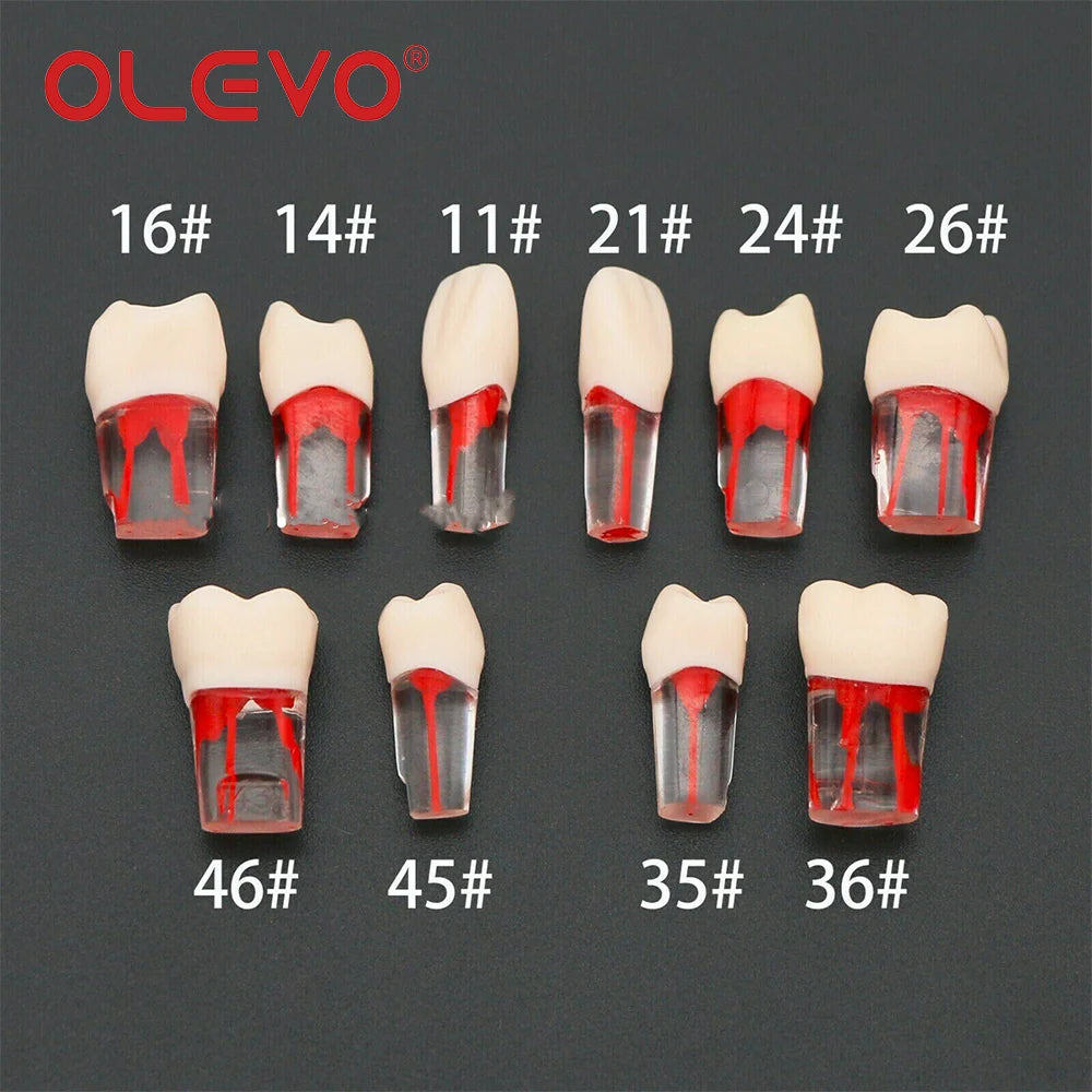 OLEVO 10 Pcs Dental RCT Endo Teeth Model Endodontic Root Canal Block Pulp Cavity Resin Study Practice Endodontic Training M8006