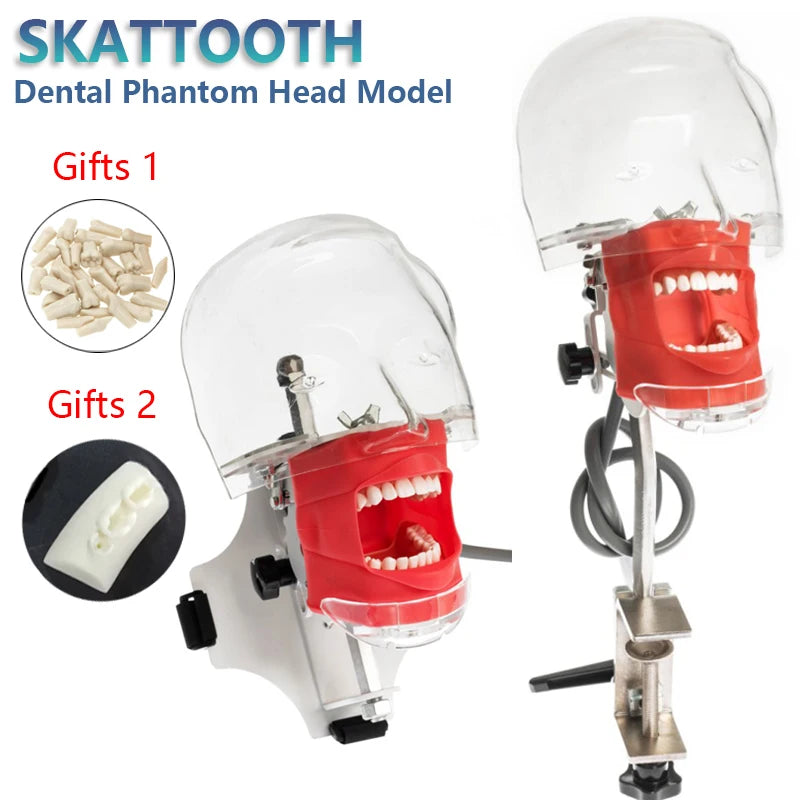 Dental Phantom Head Simulator with Typodont
