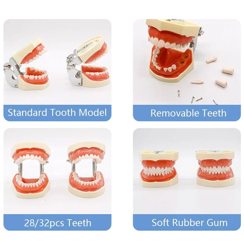 32-Tooth Soft Gum Typodont (Full Arch)