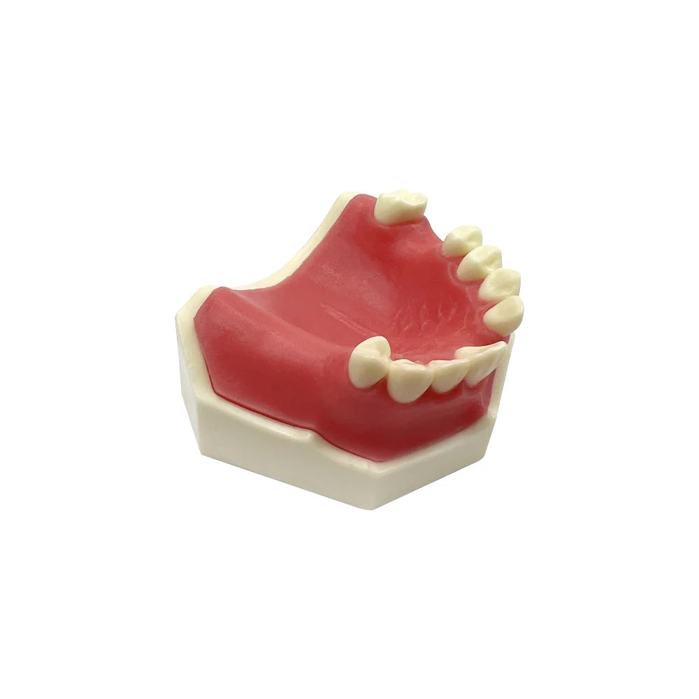 Maxillary Sinus & Implant Teaching Model (Soft Gum)