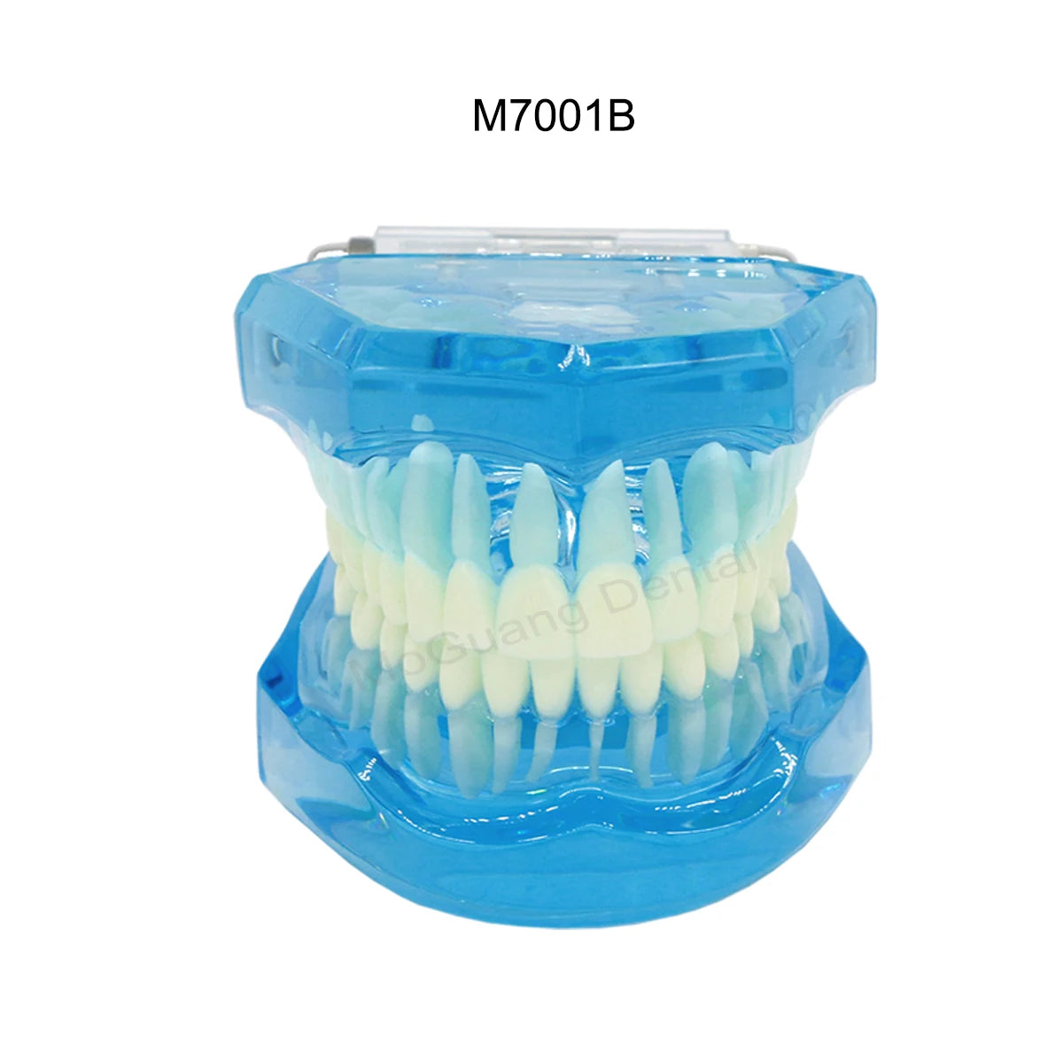 Dental Teeth Model Implant with Removable Dental Education Model for Dentistry Laboratory Demo Studying Dentistry Products Tool