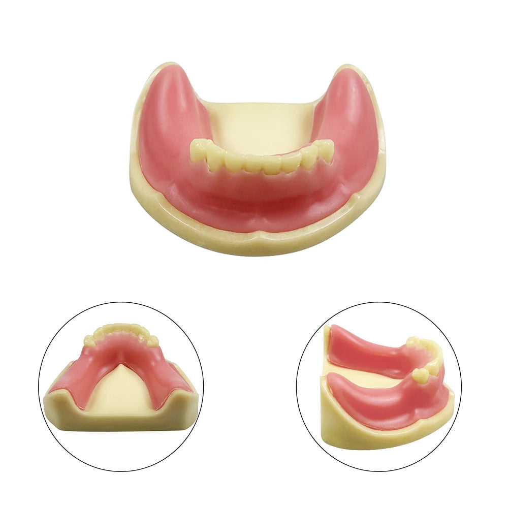 Maxillary Sinus & Implant Teaching Model (Soft Gum)