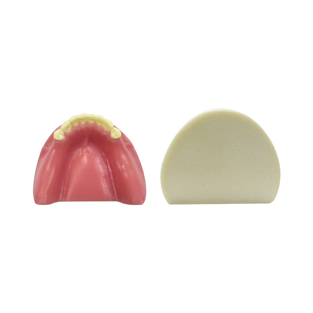 Maxillary Sinus & Implant Teaching Model (Soft Gum)