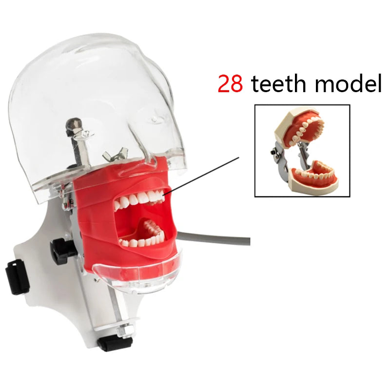 Dental Phantom Head Simulator with Typodont