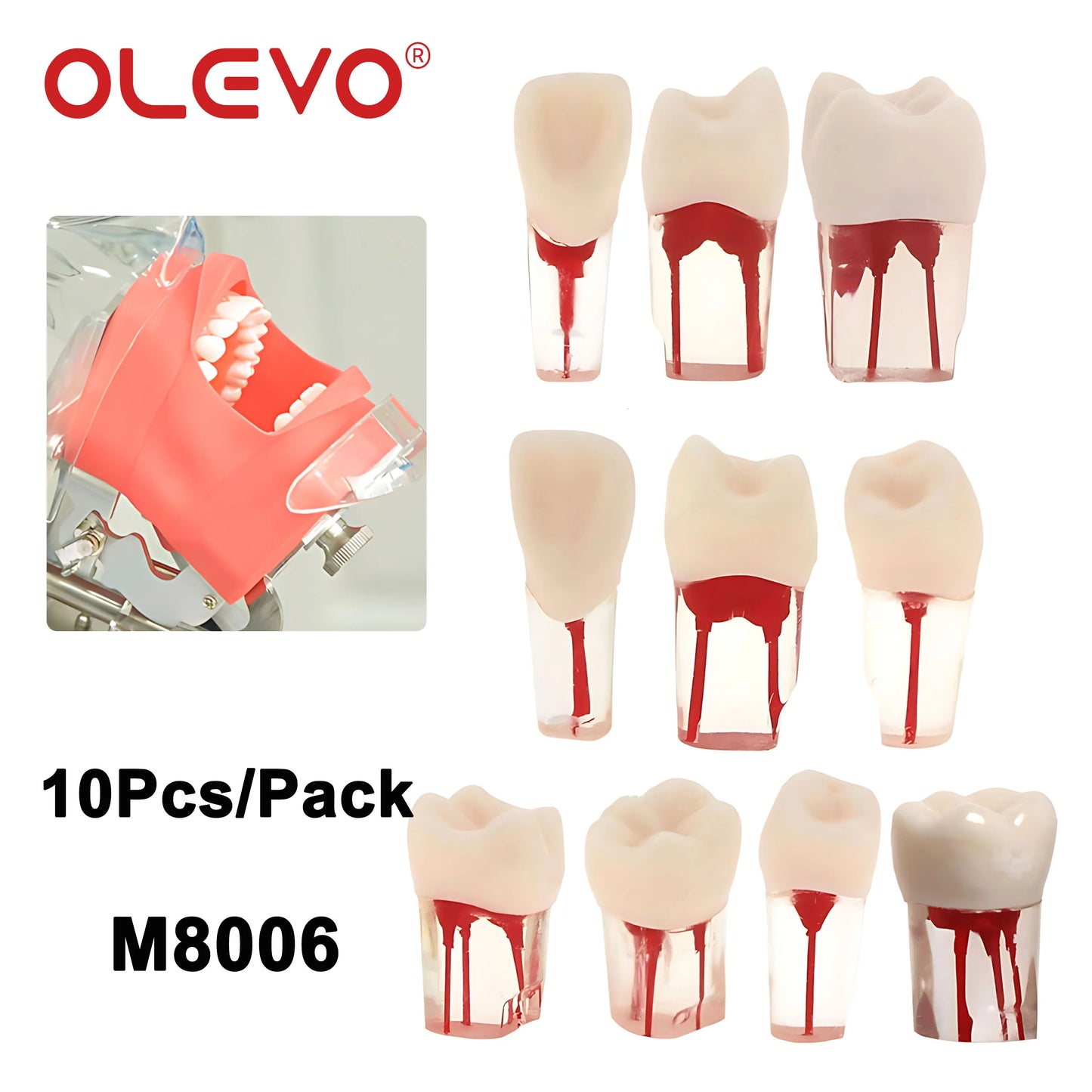 OLEVO 10 Pcs Dental RCT Endo Teeth Model Endodontic Root Canal Block Pulp Cavity Resin Study Practice Endodontic Training M8006