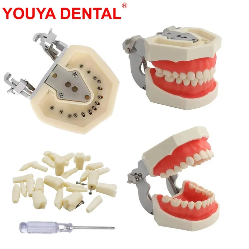 Typodont Practice Model with Removable Teeth