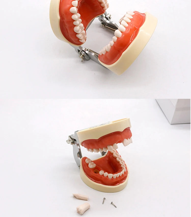32-Tooth Soft Gum Typodont (Full Arch)