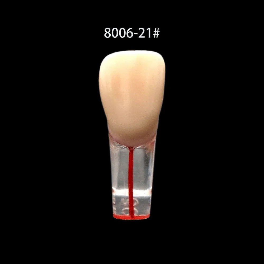 OLEVO 10 Pcs Dental RCT Endo Teeth Model Endodontic Root Canal Block Pulp Cavity Resin Study Practice Endodontic Training M8006