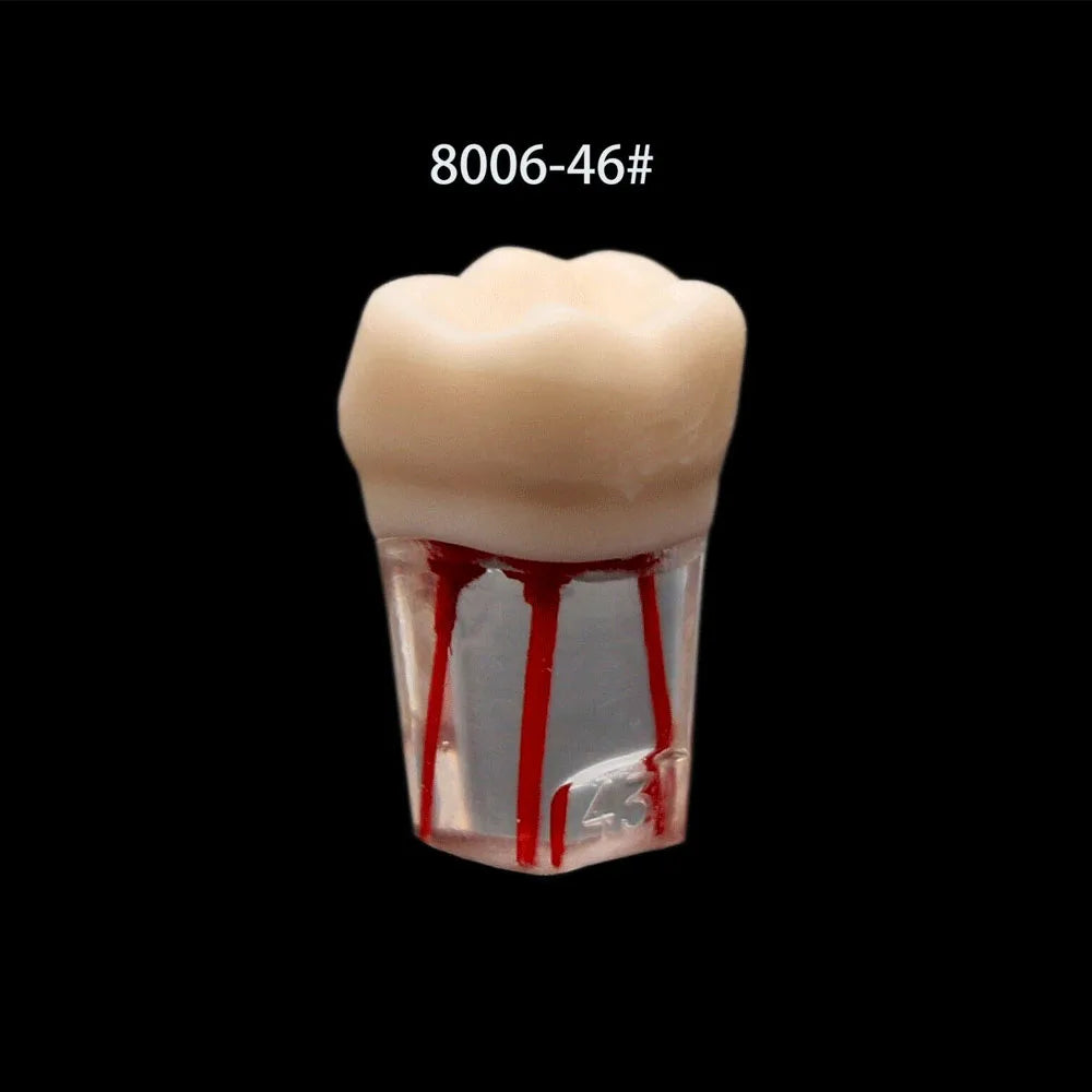 OLEVO 10 Pcs Dental RCT Endo Teeth Model Endodontic Root Canal Block Pulp Cavity Resin Study Practice Endodontic Training M8006