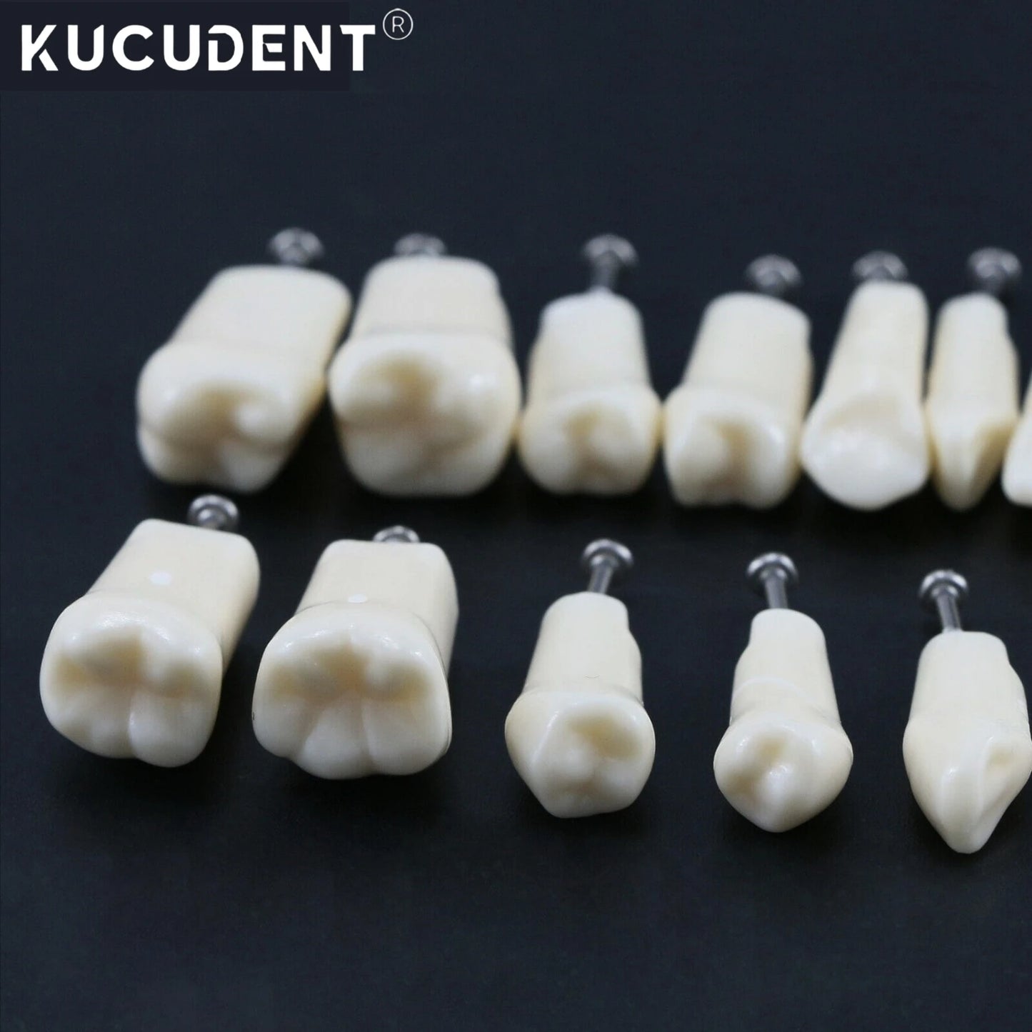 Dental Teeth Model Replacement Typodont Screw-in Teeth fit NISSIN 500/200 Type Models Resin Denture Removeable Dentist Training