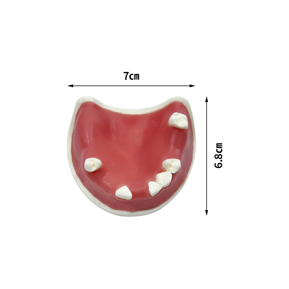 Maxillary Sinus & Implant Teaching Model (Soft Gum)