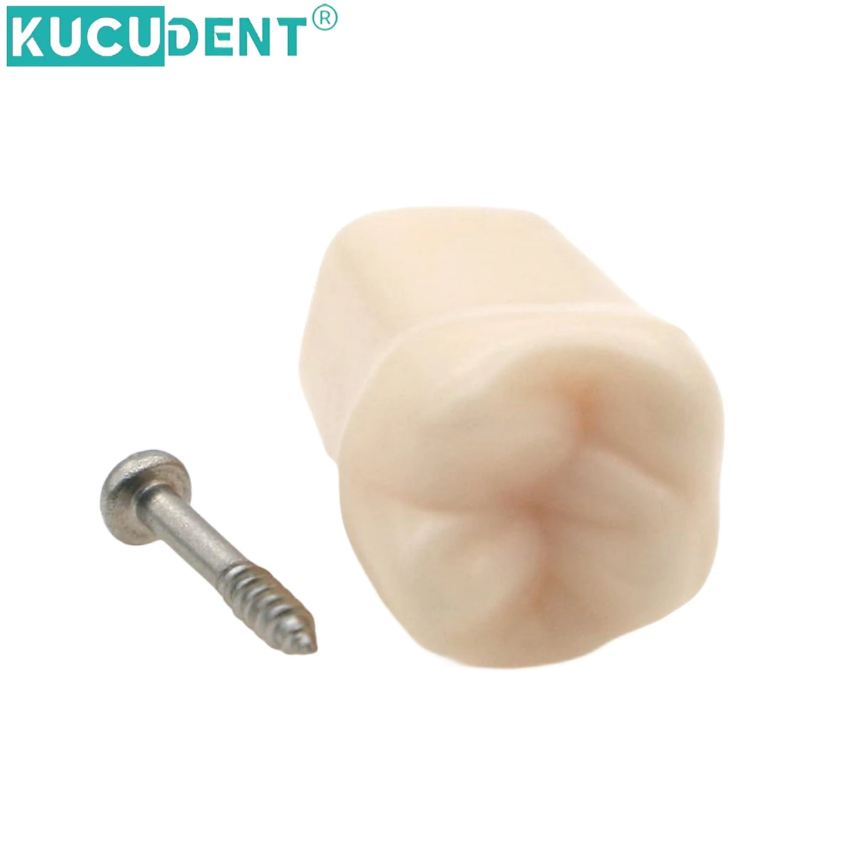 Dental Teeth Model Replacement Typodont Screw-in Teeth fit NISSIN 500/200 Type Models Resin Denture Removeable Dentist Training