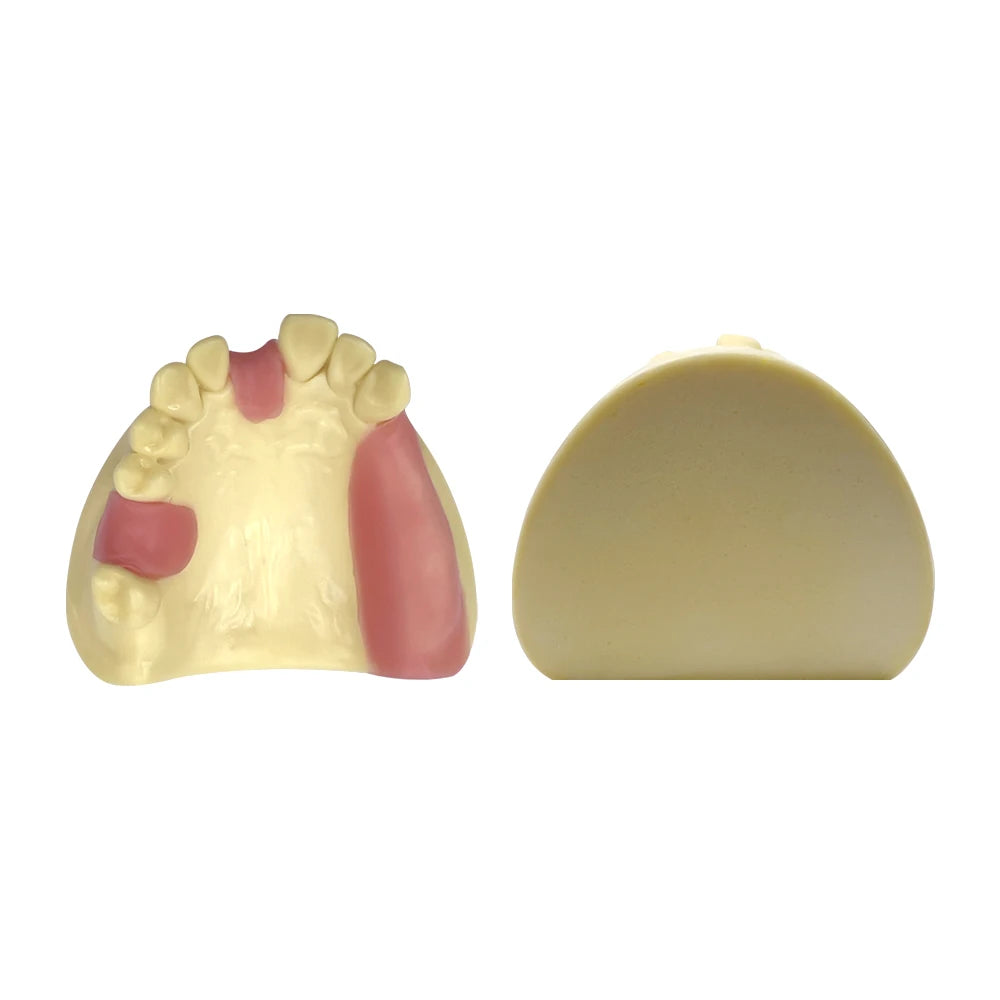 Maxillary Sinus & Implant Teaching Model (Soft Gum)