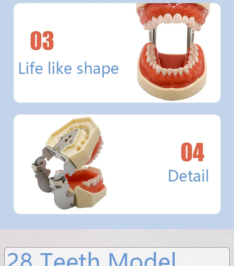 32-Tooth Soft Gum Typodont (Full Arch)