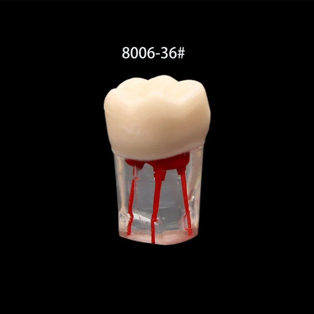 OLEVO 10 Pcs Dental RCT Endo Teeth Model Endodontic Root Canal Block Pulp Cavity Resin Study Practice Endodontic Training M8006