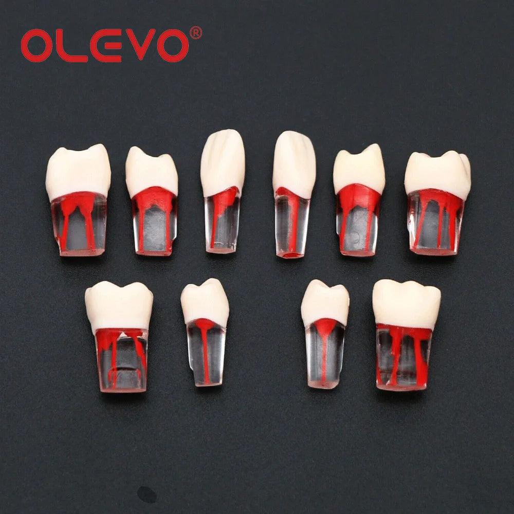 OLEVO 10 Pcs Dental RCT Endo Teeth Model Endodontic Root Canal Block Pulp Cavity Resin Study Practice Endodontic Training M8006