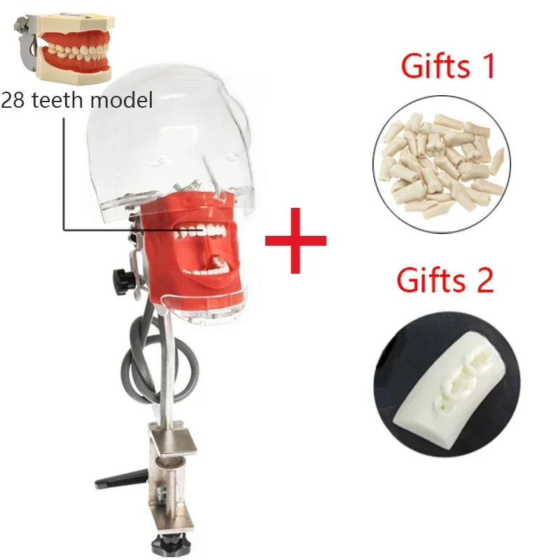 Dental Phantom Head Simulator with Typodont