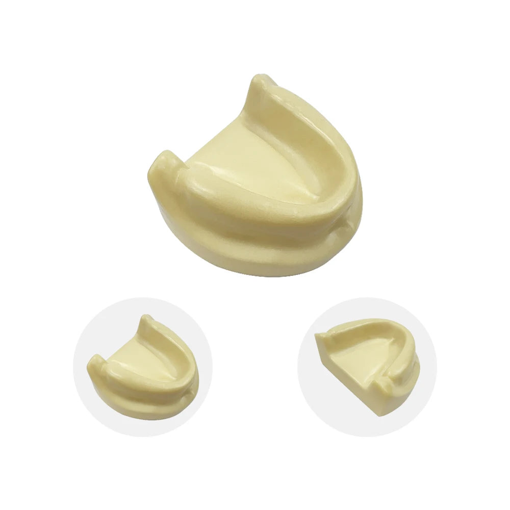Maxillary Sinus & Implant Teaching Model (Soft Gum)