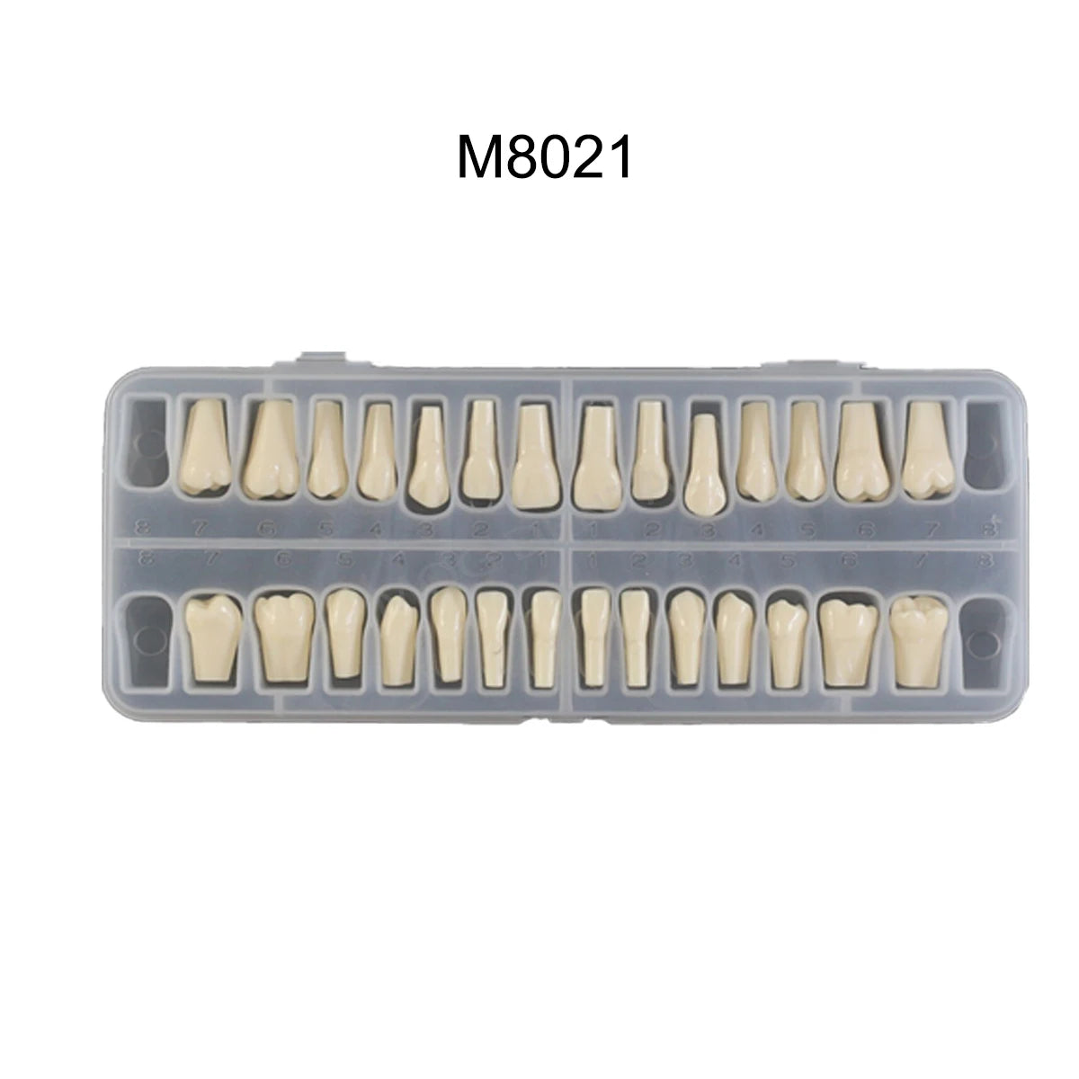 Dental Teeth Model Implant with Removable Dental Education Model for Dentistry Laboratory Demo Studying Dentistry Products Tool