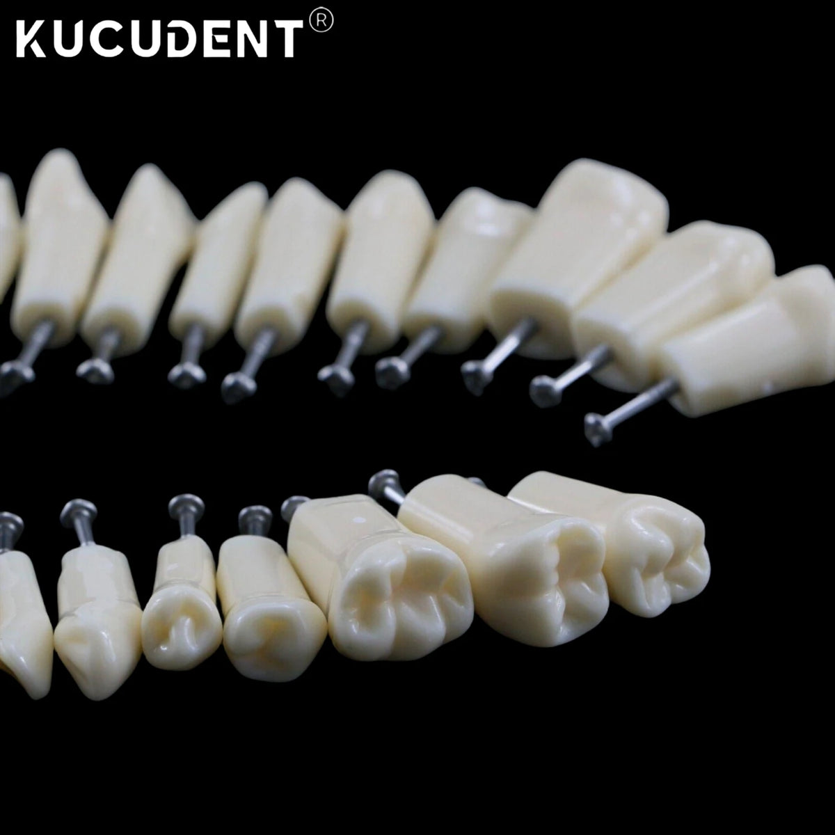 Dental Teeth Model Replacement Typodont Screw-in Teeth fit NISSIN 500/200 Type Models Resin Denture Removeable Dentist Training