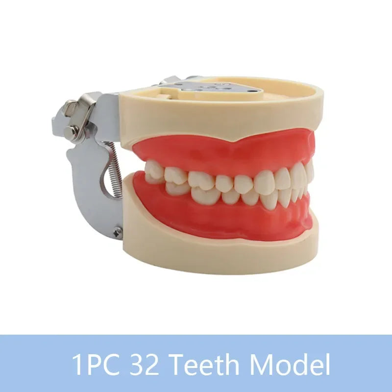 32-Tooth Soft Gum Typodont (Full Arch)