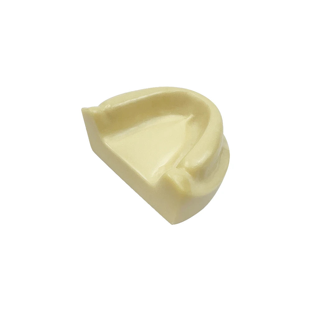 Maxillary Sinus & Implant Teaching Model (Soft Gum)