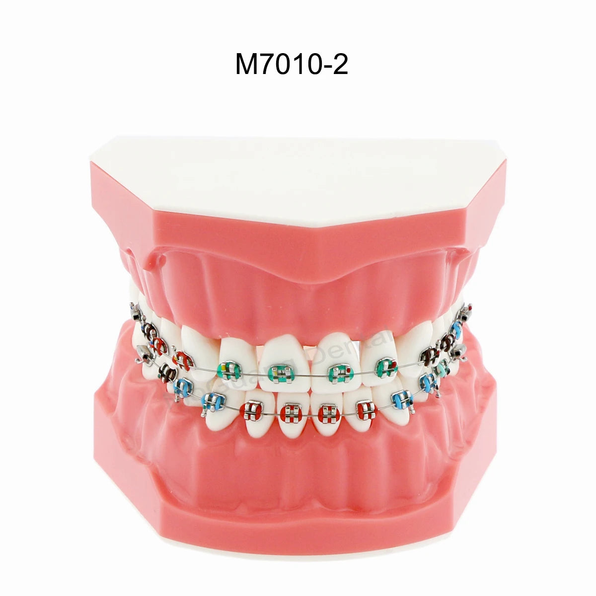 Dental Teeth Model Implant with Removable Dental Education Model for Dentistry Laboratory Demo Studying Dentistry Products Tool