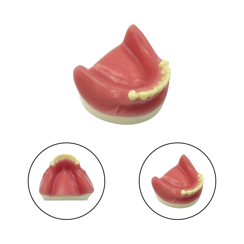 Maxillary Sinus & Implant Teaching Model (Soft Gum)