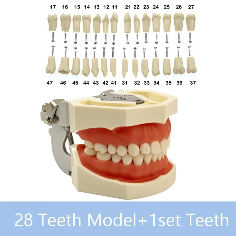 32-Tooth Soft Gum Typodont (Full Arch)