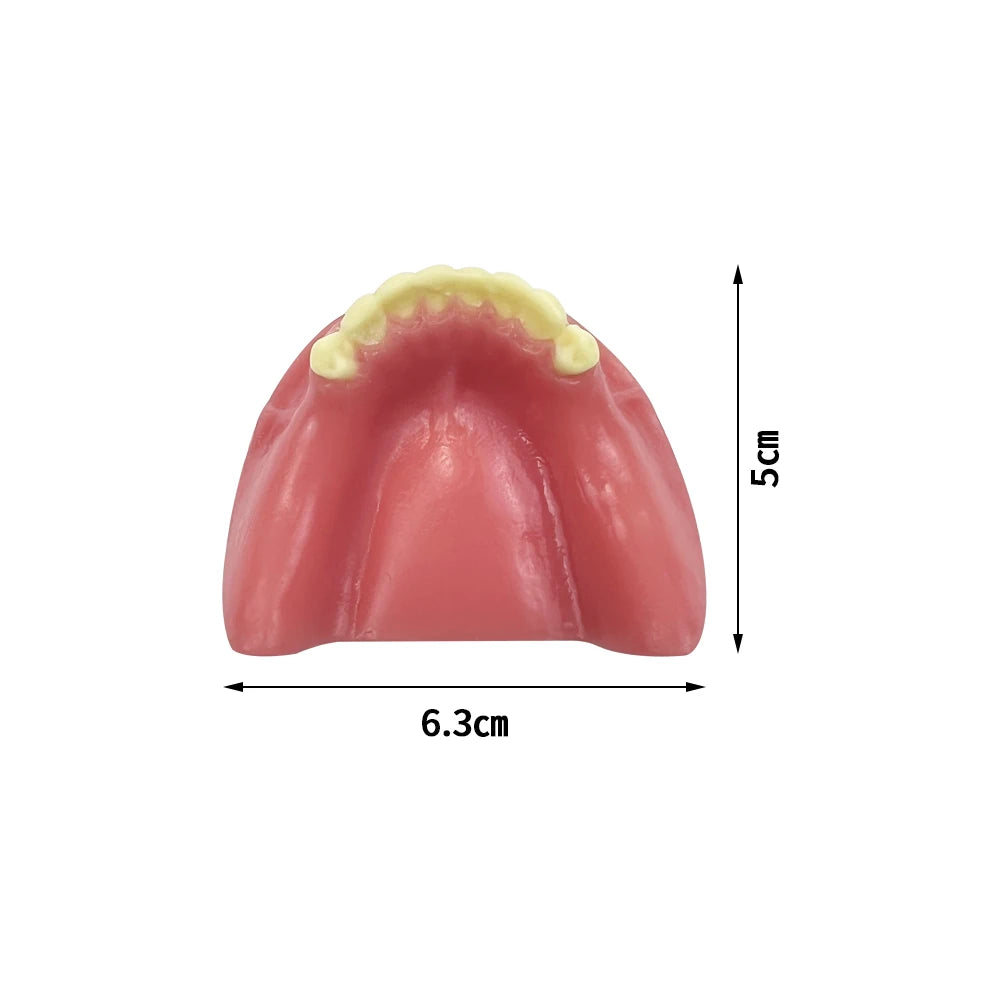 Maxillary Sinus & Implant Teaching Model (Soft Gum)