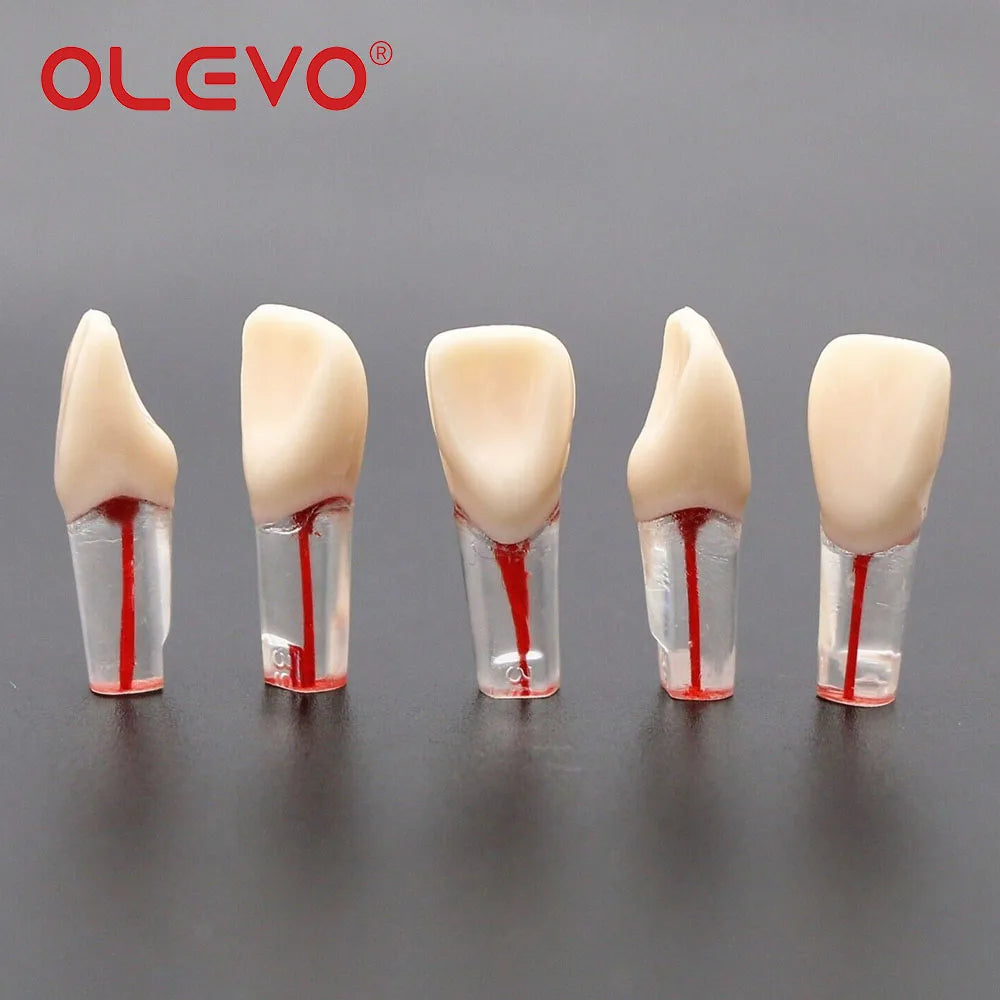 OLEVO 10 Pcs Dental RCT Endo Teeth Model Endodontic Root Canal Block Pulp Cavity Resin Study Practice Endodontic Training M8006