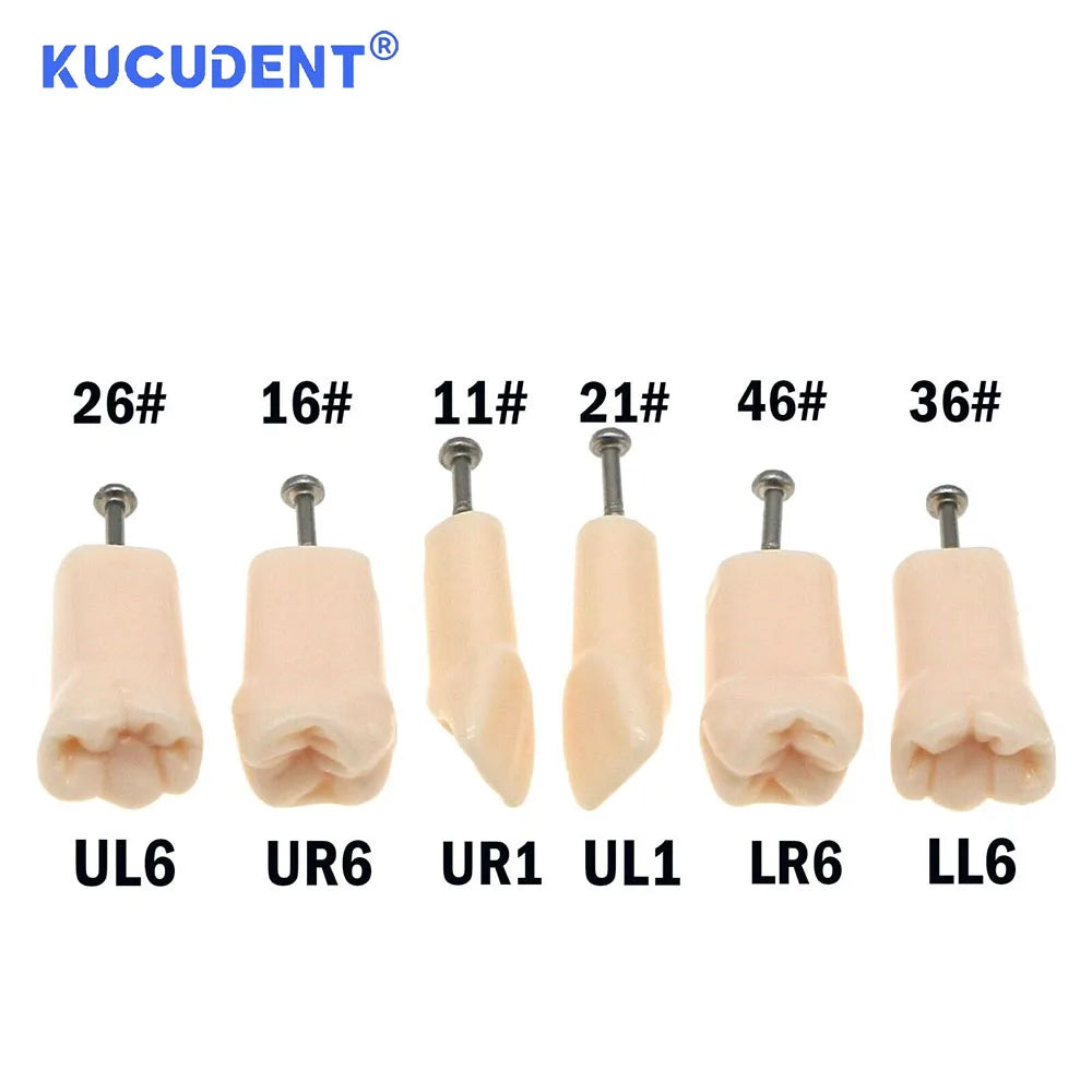 28/32 Pcs Typodont Replacement Teeth Screw-in Fit Kilgore NISSIN 200/500 Type Dental Removeable Dentist Teaching Training Model