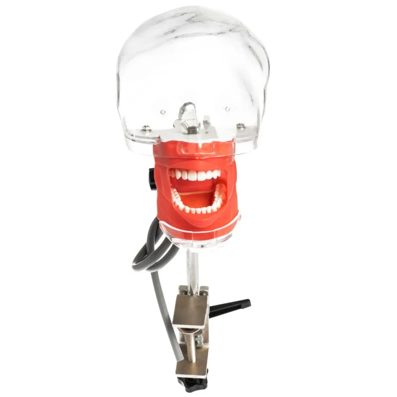 Dental Phantom Head Simulator with Typodont