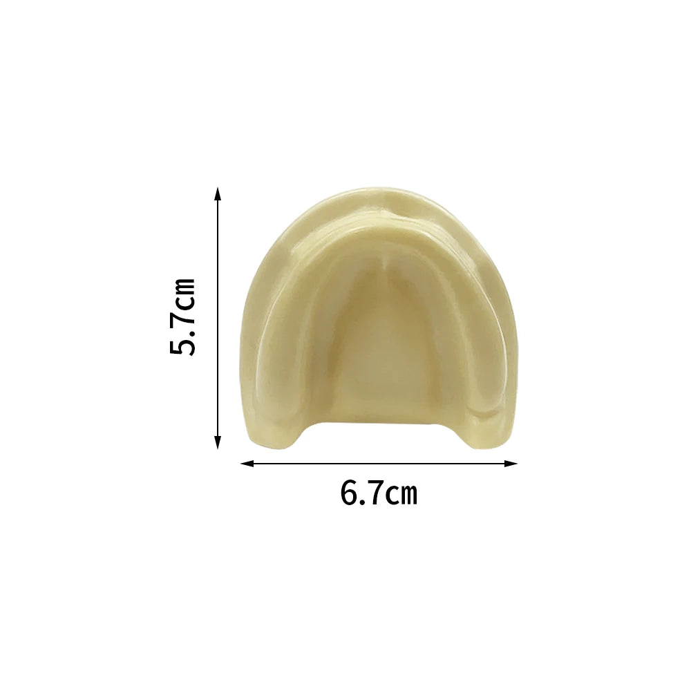 Maxillary Sinus & Implant Teaching Model (Soft Gum)