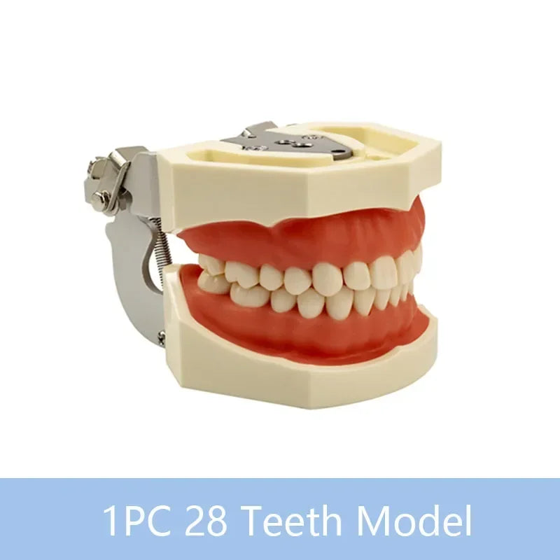 32-Tooth Soft Gum Typodont (Full Arch)