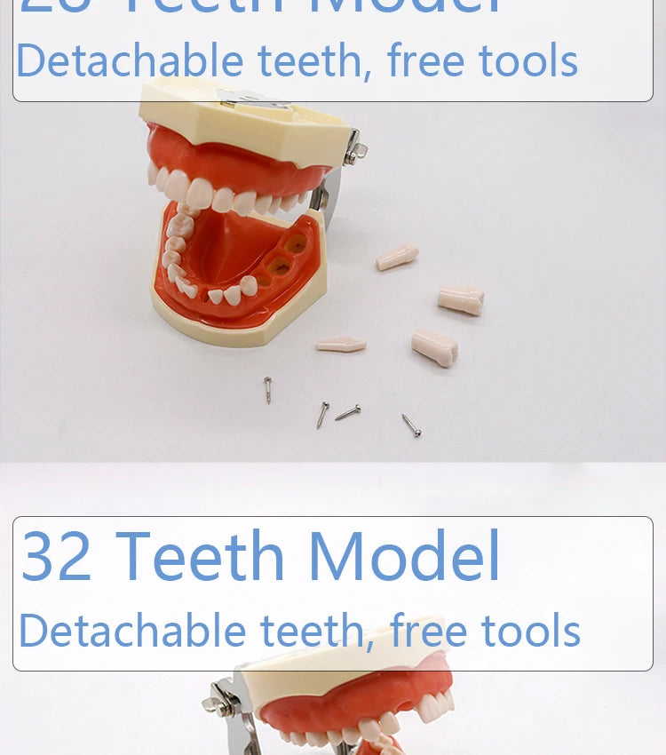 32-Tooth Soft Gum Typodont (Full Arch)