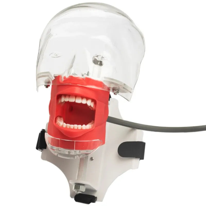 Dental Phantom Head Simulator with Typodont